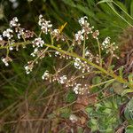 Saxifraga cotyledon 形態