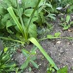 Ornithogalum candicans Hoja