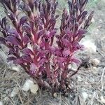 Orobanche alba Hoja