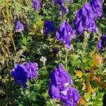 Aconitum variegatum Hábito