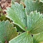 Potentilla megalantha Leaf