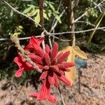 Brachychiton bidwillii 花