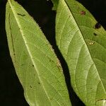 Siparuna thecaphora Leaf