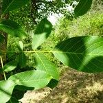 Juglans regia ഇല