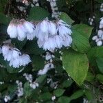 Deutzia scabraΛουλούδι