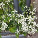 Clematis ternifloraफूल