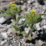 Hemizonella minima Flower