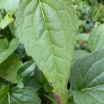 Rudbeckia fulgida Leaf