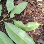 Sacoglottis gabonensis Folio