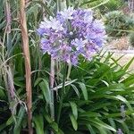 Agapanthus praecox花