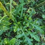 Cirsium oleraceum ഇല