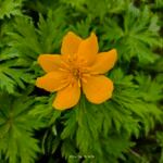 Trollius chinensis फूल