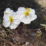 Helianthemum apenninum Flower