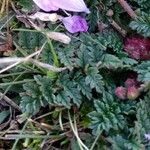 Erodium cicutarium Лист