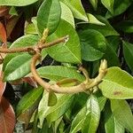 Trachelospermum jasminoides Kůra
