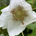 Rubus parviflorus फूल