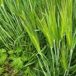 Hordeum vulgare Blad