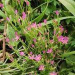 Centaurium pulchellum Агульны выгляд