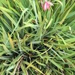 Hesperantha coccinea 形態
