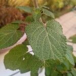 Salvia tiliifolia Leaf