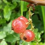 Ribes rubrum Fruit