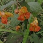Impatiens capensis Blüte