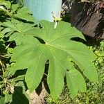 Tetrapanax papyrifer 叶