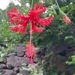 Hibiscus schizopetalus Cvet