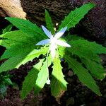 Hippobroma longiflora Flor