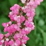 Erica gracilis Flor