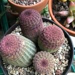 Echinocereus rigidissimus 叶