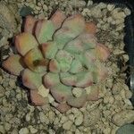 Echeveria minima Ліст