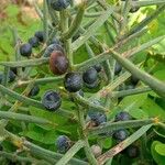 Asparagus horridus Fruit