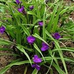 Tradescantia × andersoniana Kvet