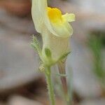 Linaria simplex Habitatea