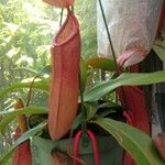 Nepenthes spp. Fruit