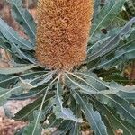 Banksia praemorsa Flower