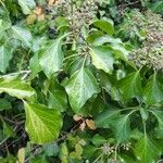 Hedera helix Liść