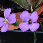 Aubrieta deltoidea 花