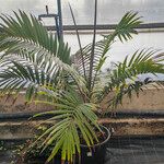 Ravenea rivularis Plante entière