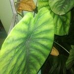 Alocasia clypeolata Hoja