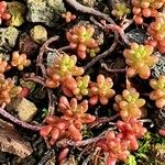 Sedum rubens Hoja