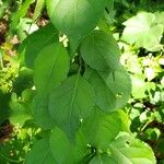 Celastrus scandens Leaf
