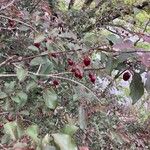 Prunus cerasifera Ffrwyth