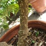 Amentotaxus formosana 樹皮