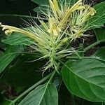 Schaueria calytricha Virág