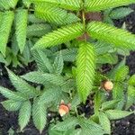 Rubus illecebrosus Лист