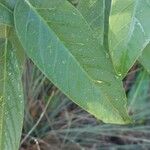 Ipomoea sagittata Leaf