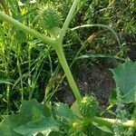 Datura stramoniumFuelha