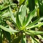 Echium callithyrsum Leaf